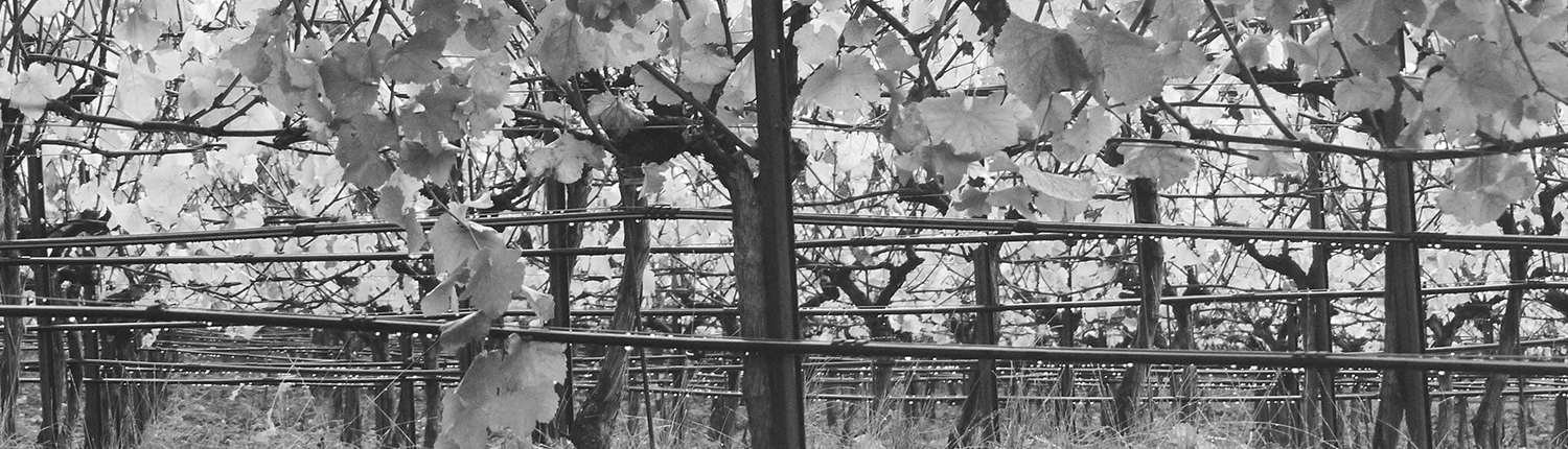 Pinot vines in black and white